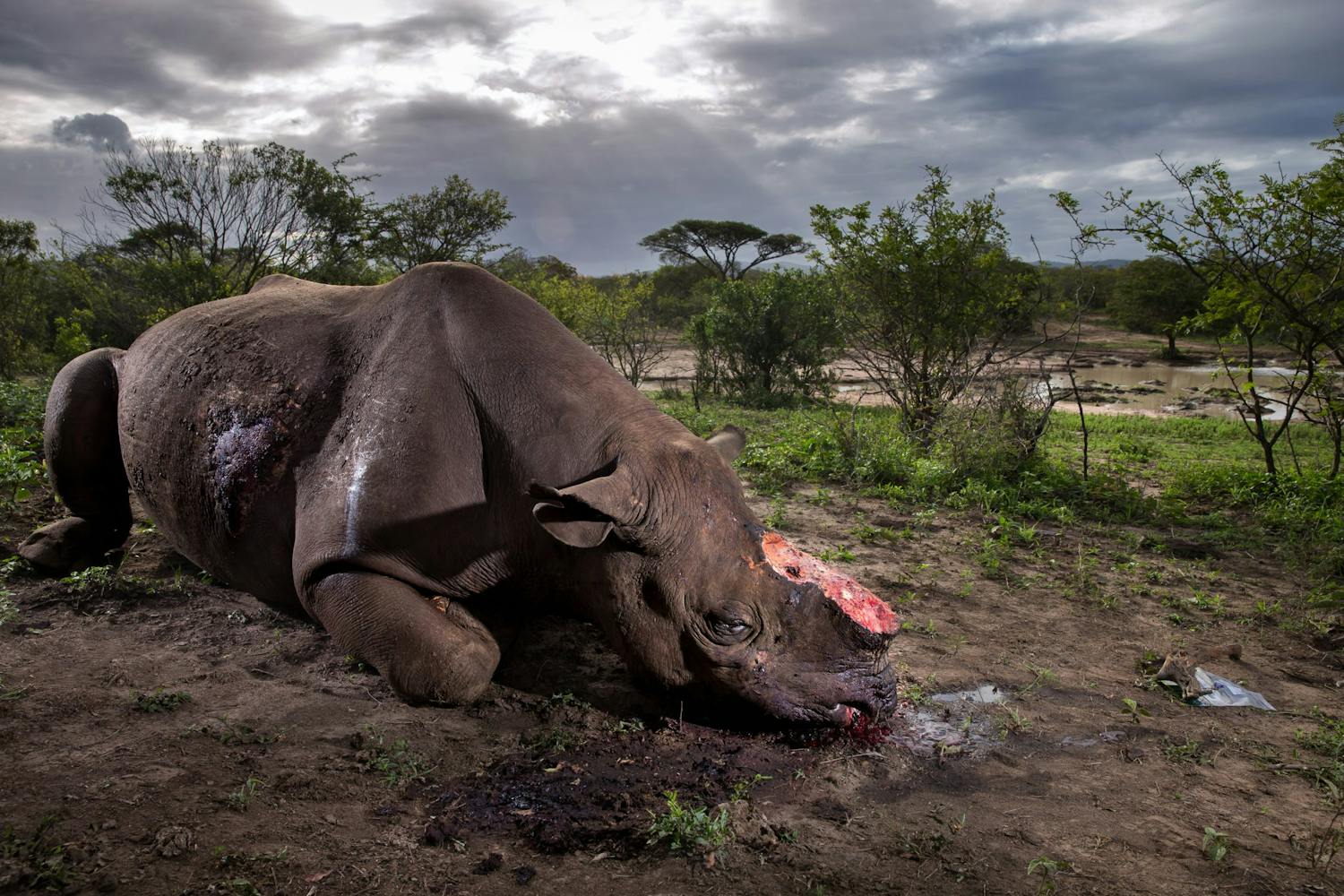 Vuoden 2017 paras luontokuva Brent Stirtonin kuva salametsästetystä sarvikuonosta voitti Wildlife Photographer of the Year 2017 -kilpailun